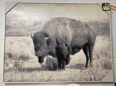 Buffalo Framed Canvas